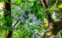 季節の花