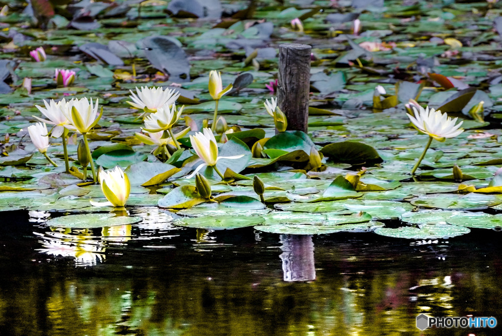 スイレンの咲く池