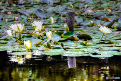 スイレンの咲く池