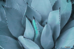 観葉植物・アガベ　パリー