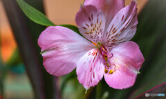 花瓶の花