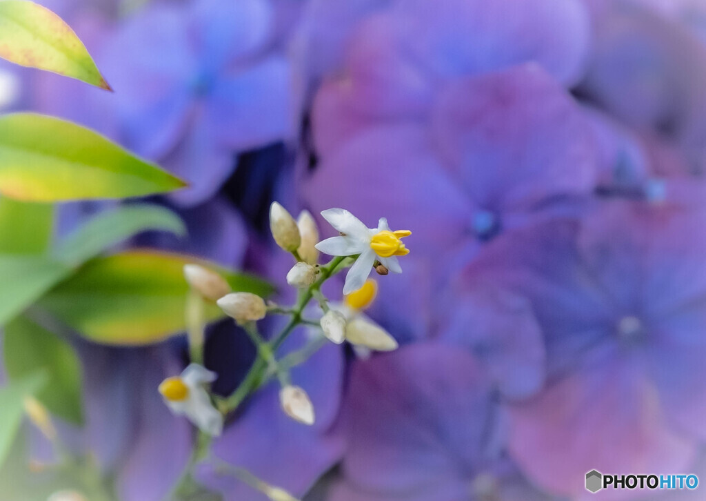 小さな南天の花