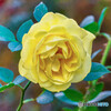 薔薇