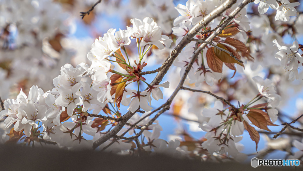 満開の山桜