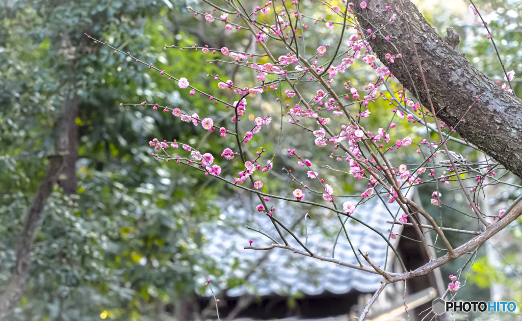 小春日和