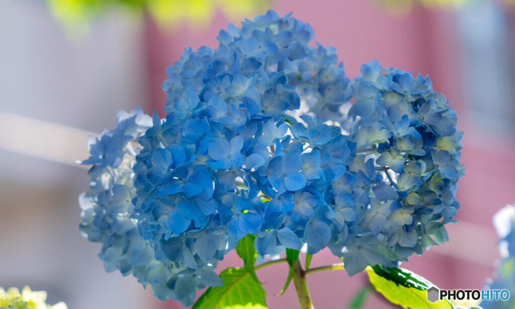 華やか