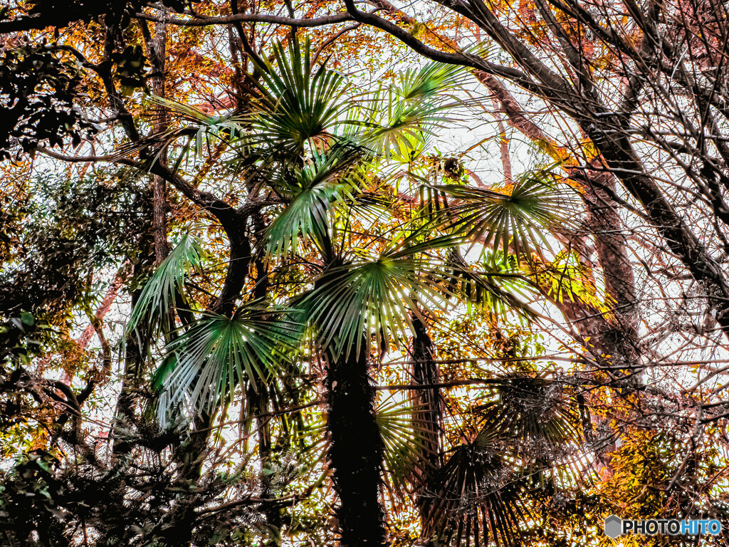 逆光のなかの棕櫚