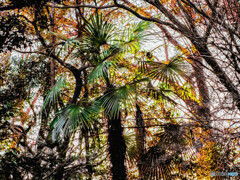 逆光のなかの棕櫚