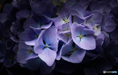 紫陽花