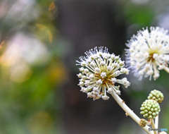 ヤツデ咲く ヤツデ咲く