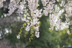 枝垂桜