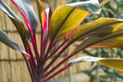 葉模様・温室の植物