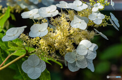 紫陽花
