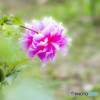 花一輪