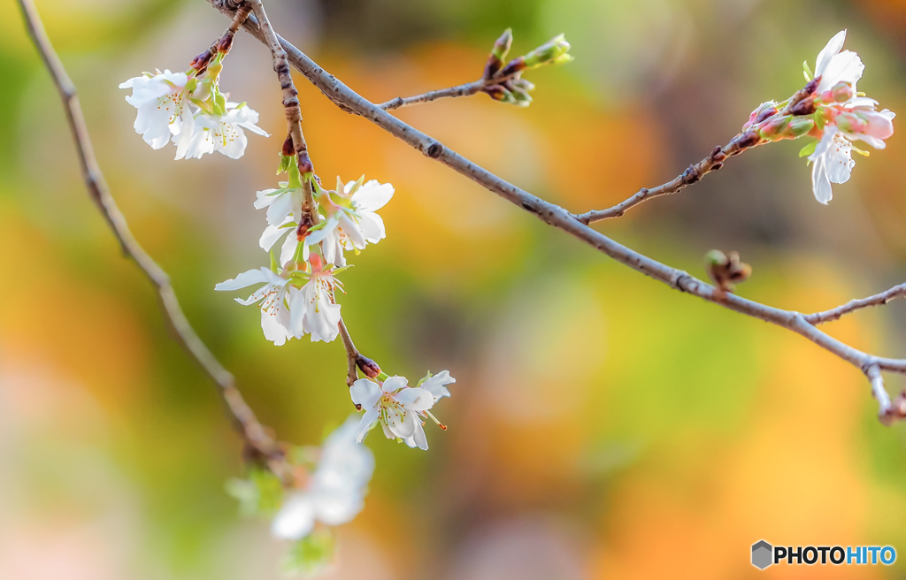 冬桜