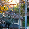 冬に咲く