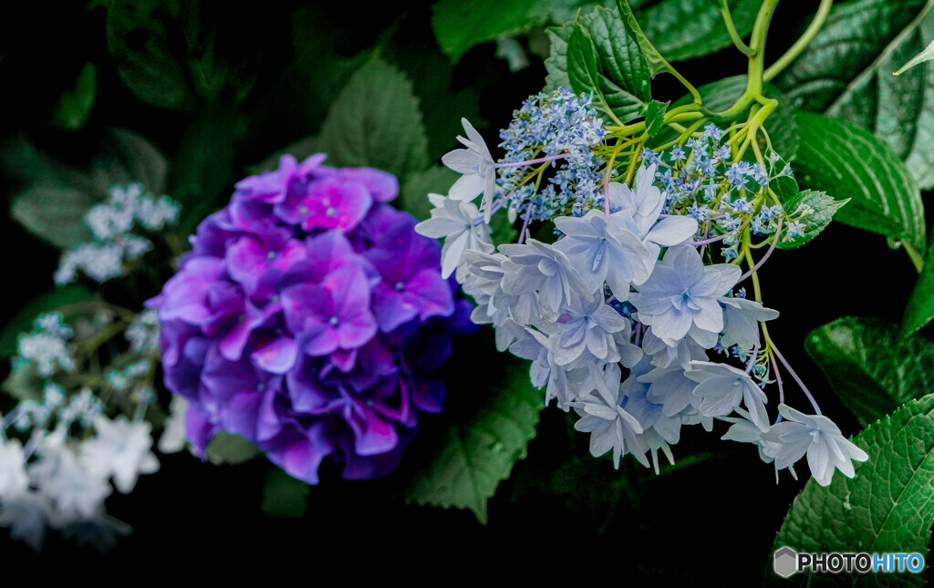 華麗