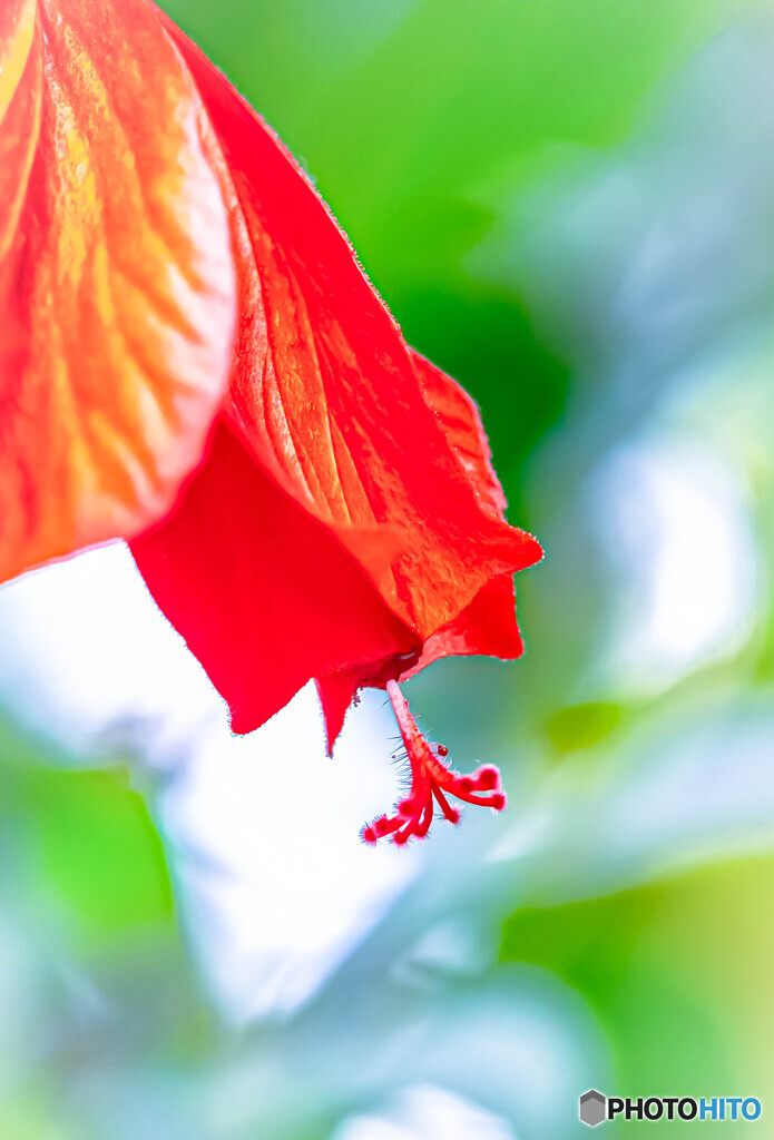 温室の花