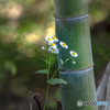 竹林の中の視点