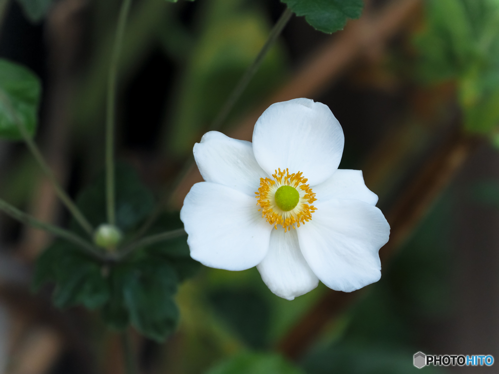 一輪の花