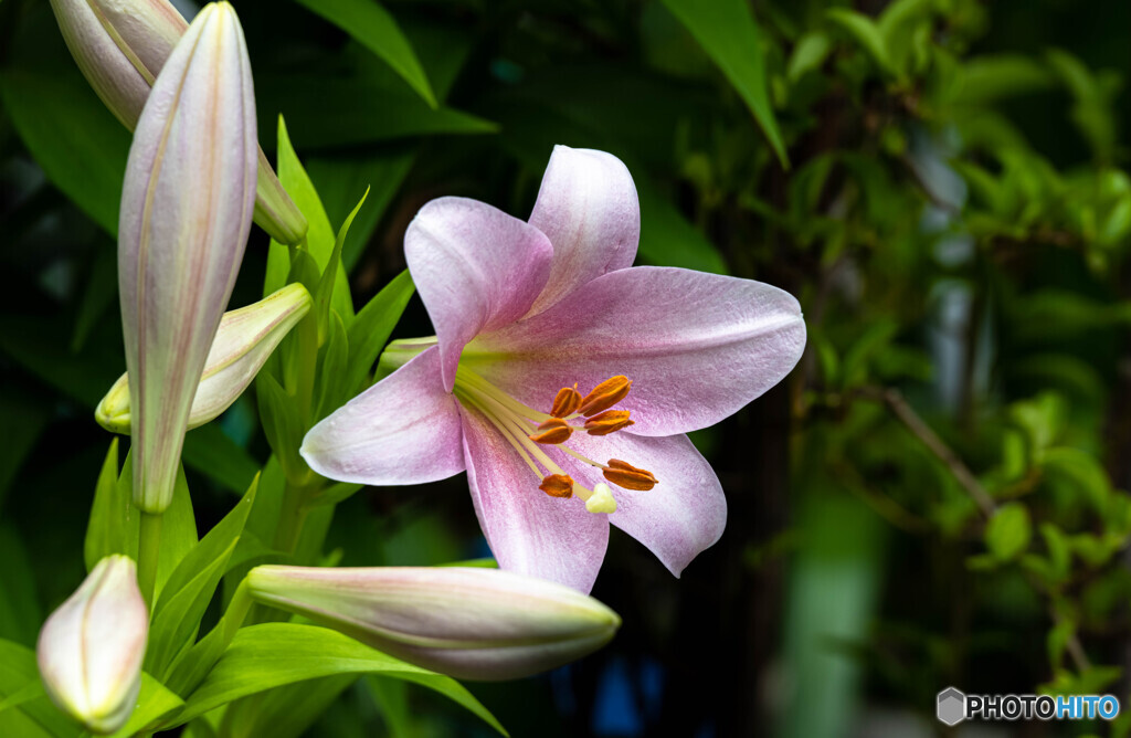 季節の花