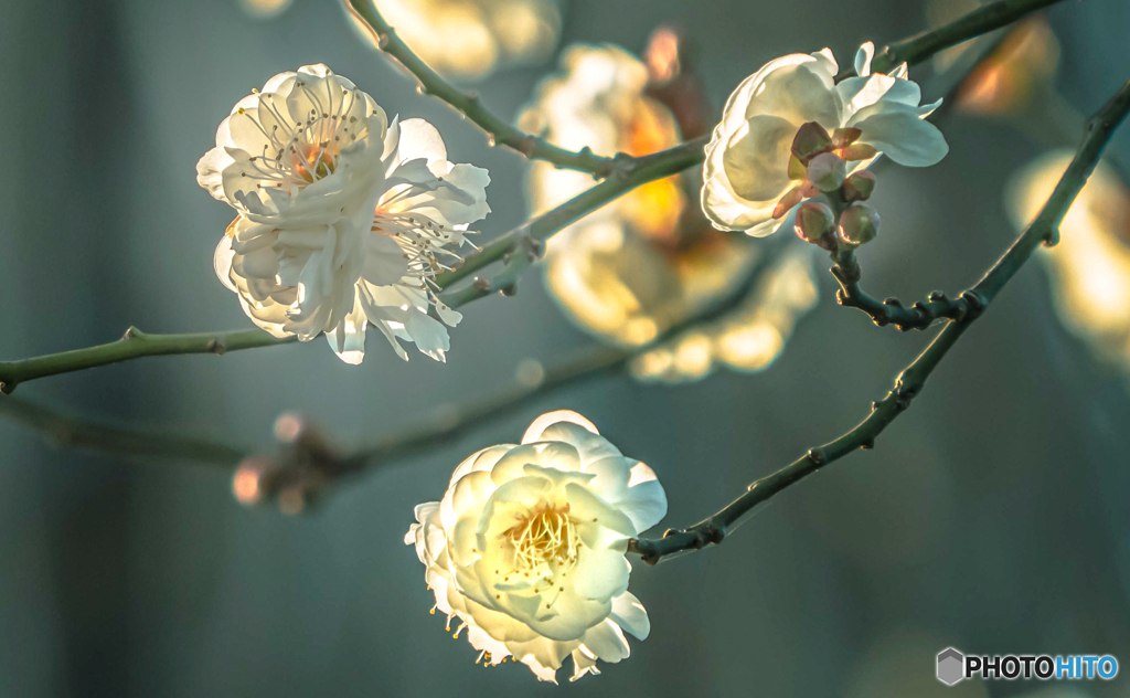 梅花