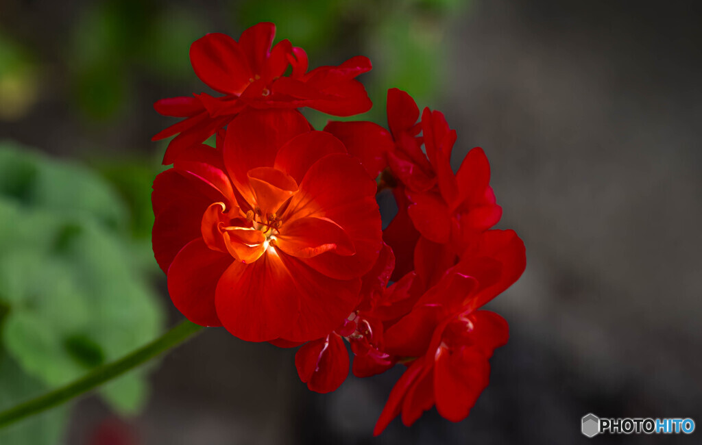 鉢植えの花