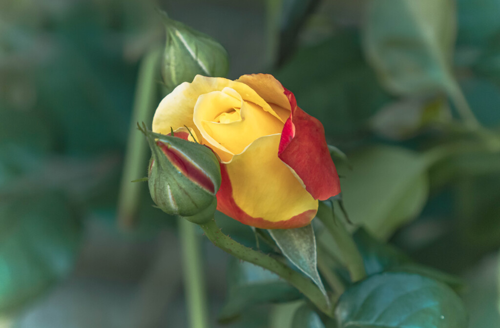 flower
