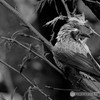 野鳥