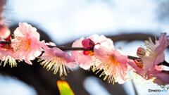 逆光に輝く梅花