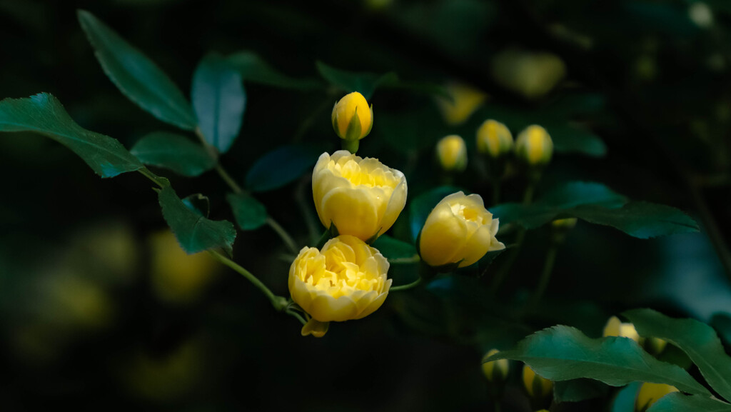 春の花