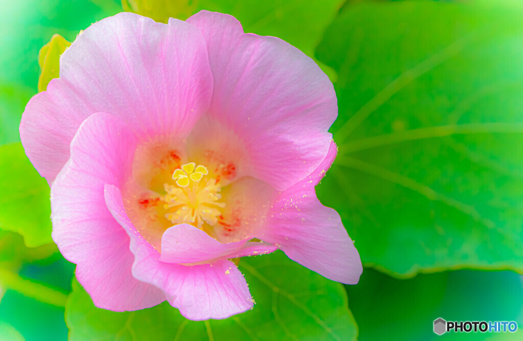 芙蓉