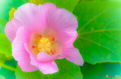 芙蓉