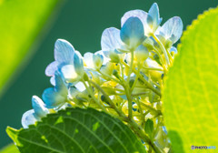 逆光に輝く紫陽花