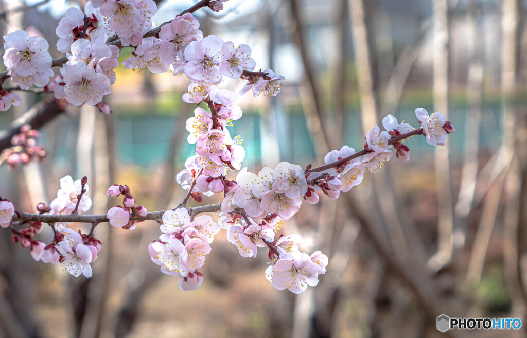 満開の梅花