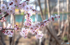 満開の梅花