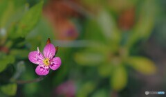 花一輪