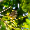 野鳥