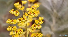 温室で見かけた花