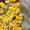 温室で見かけた花
