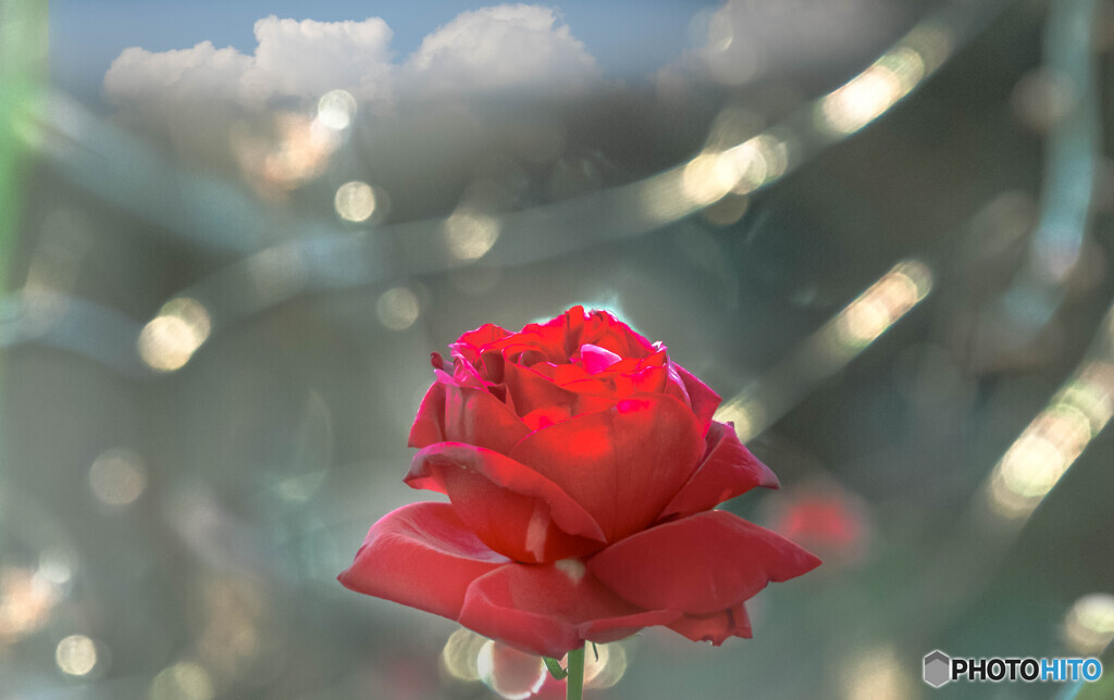 一輪の薔薇