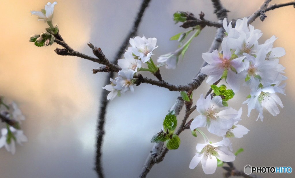 寒桜