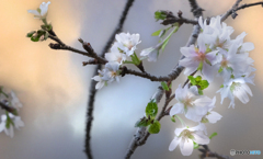 寒桜