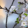 寒桜