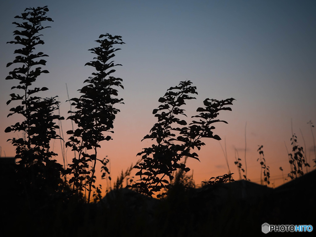 夕景