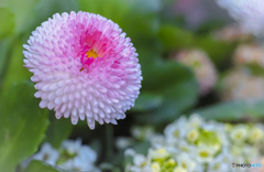 寄せ植えの花