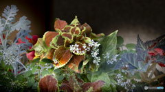 鉢植えの植物