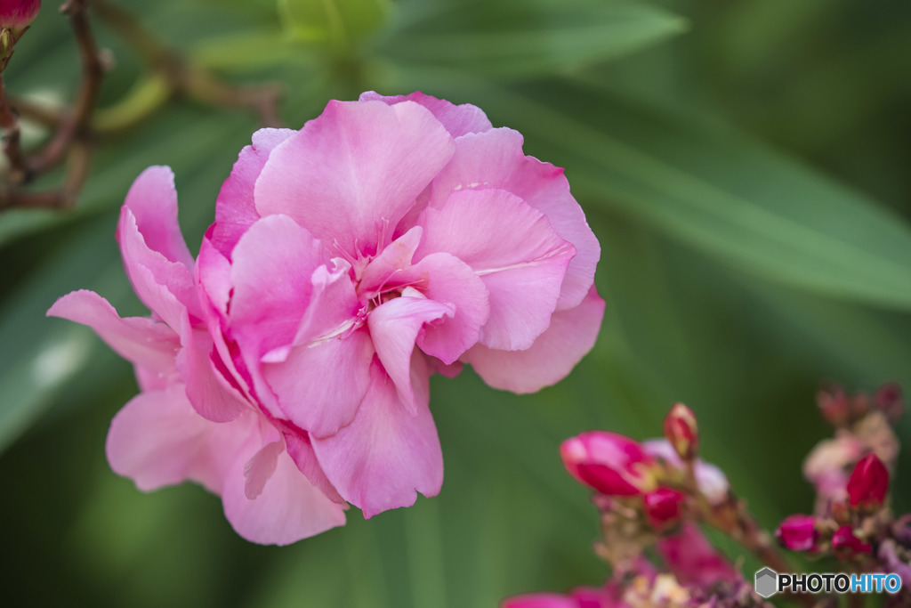 きれいな花・要注意