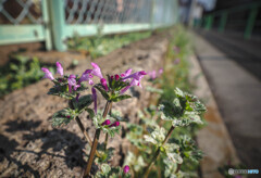 道路わきの雑草花