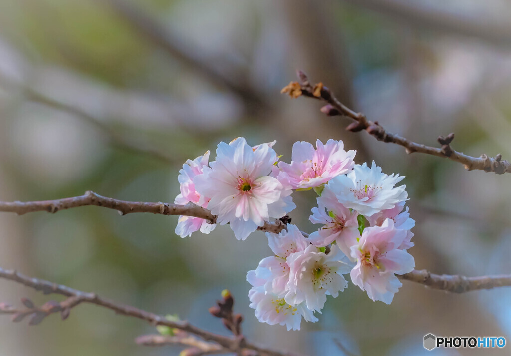 十月桜